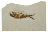 Fossil Fish (Knightia) - Green River Formation #237224-1